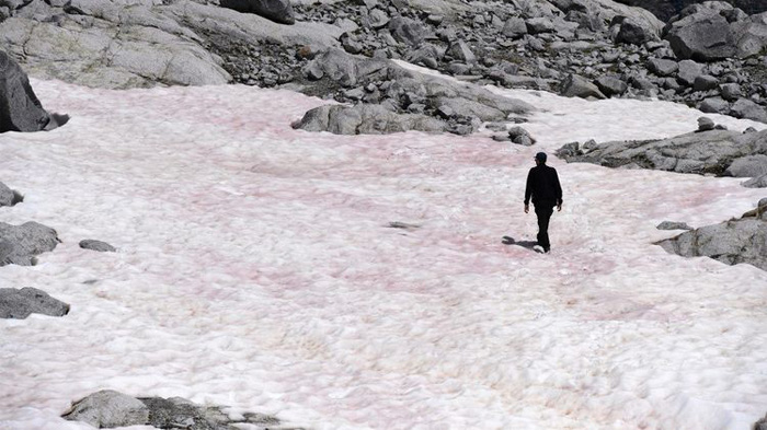 Salju di Gunung Ini Mendadak Jadi Merah Muda, Di Tempat Lain Berwarna Hijau, Apa Penyebabnya?