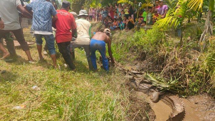 Masuk ke Permukiman dan Buat Warga Geger, Buaya Sepanjang 4,5 Meter Berhasil Diamankan