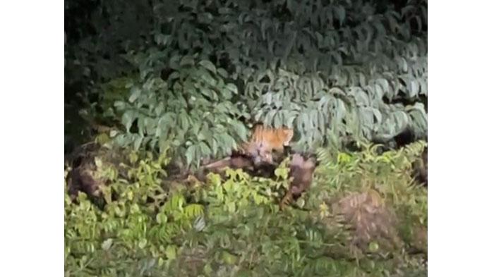 penampakan-harimau-di-teluk-meranti-viral-pelalawan.jpg