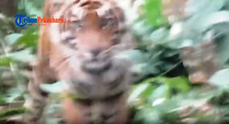 penampakan-harimau-yang-diduga-serang-warga-di-pelangiran-inhil_20180311_105346.jpg
