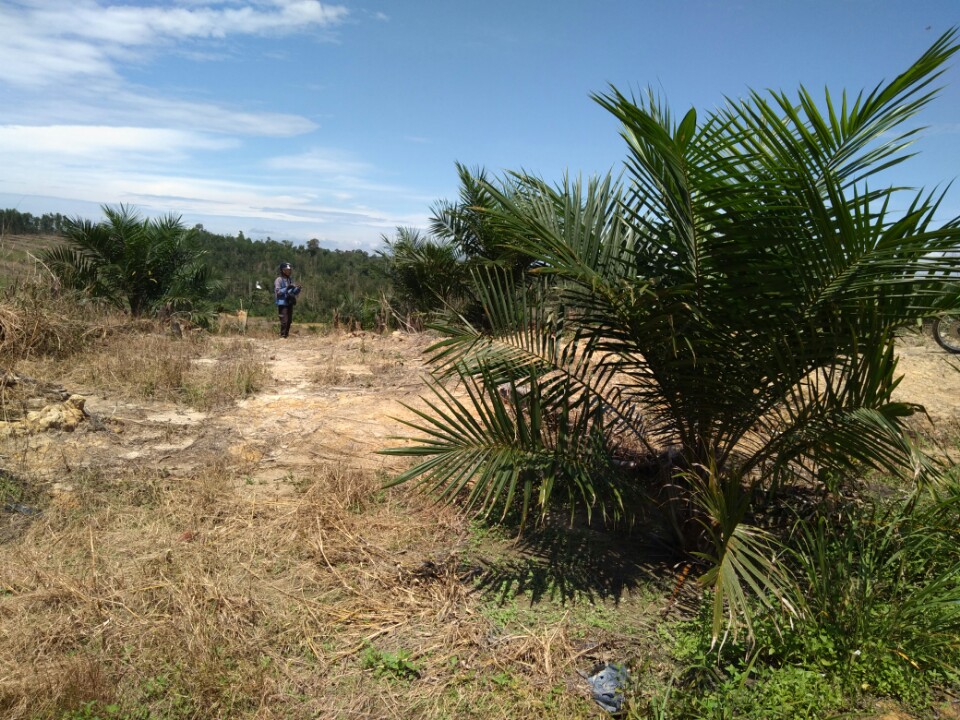 perkebunan-sawit-di-kawasan-eks-pt-srt_20170610_232438.jpg