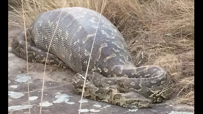FOTO: Begini Jadinya Setelah Ular Menelan Seekor Landak