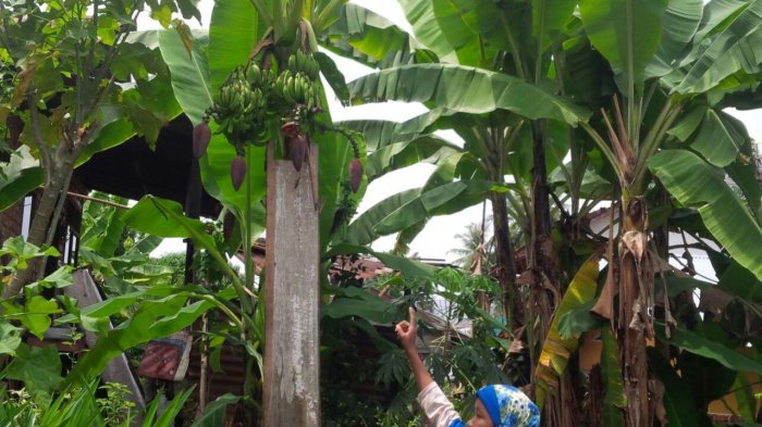 Pohon Pisang Milik Ibu Ini Tiba-tiba Jadi Perhatian Warga, Bentuknya Malah Seperti . . .