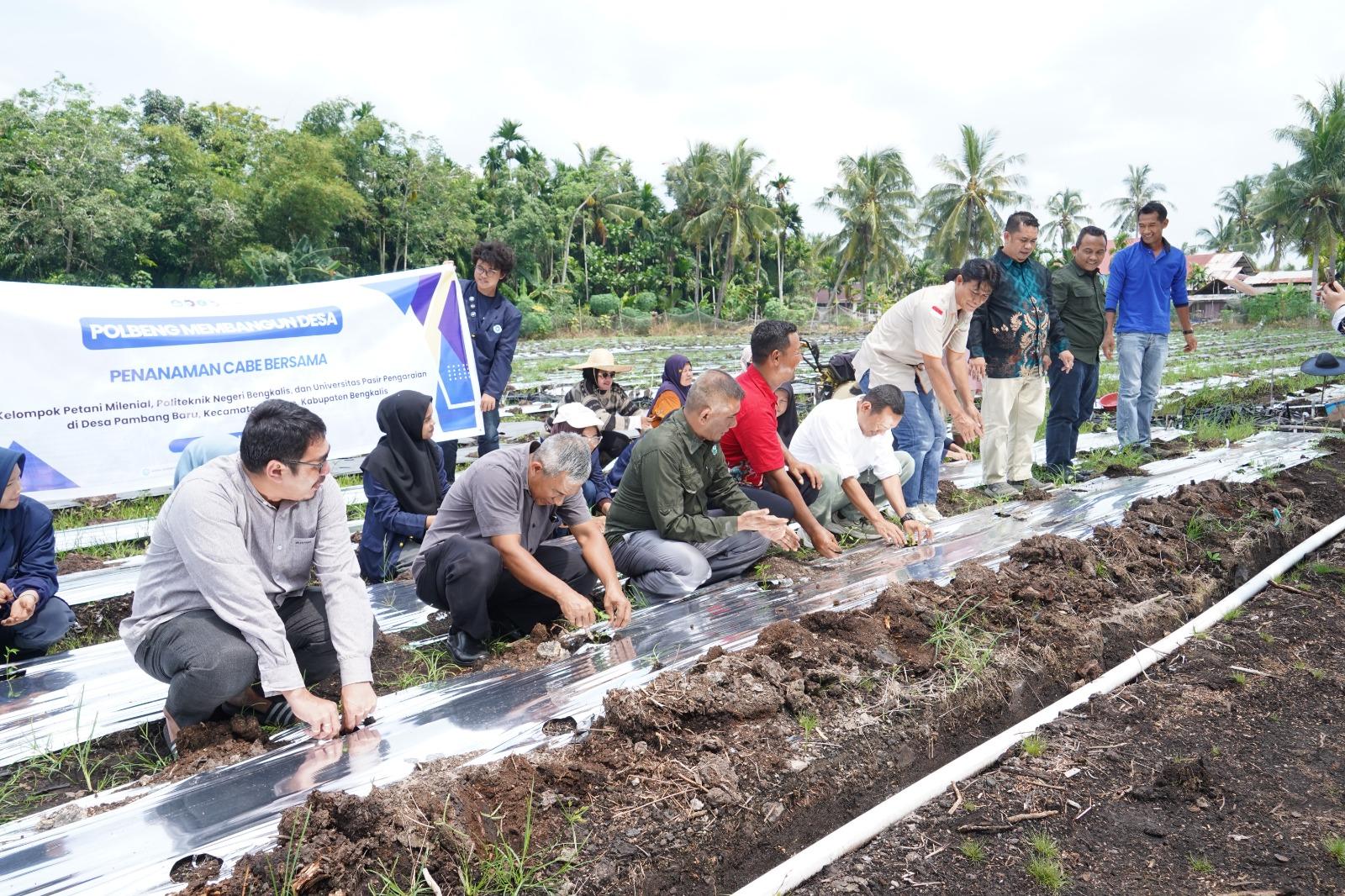 Tanam 12 Ribu Bibit Cabai, Polbeng Perkuat Ketahanan Pangan Desa Lewat Teknologi Tepat Guna - Tribunpekanbaru.com