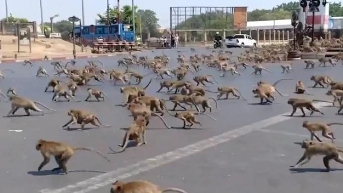 ratusan-monyet-turun-ke-jalan.jpg