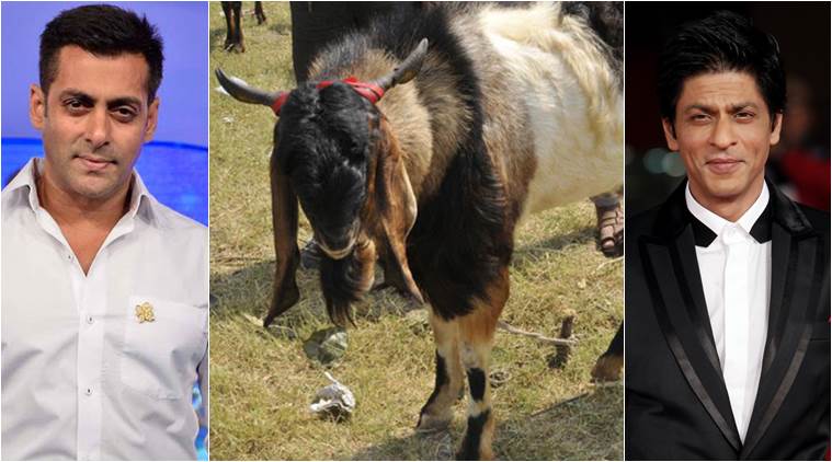 salman-shah-rukh-khan-kambing-kurban-idul-adha_20150925_144523.jpg