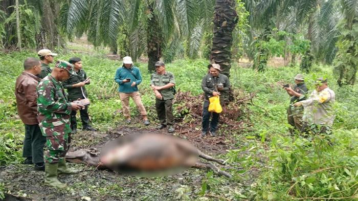 Sapi Warga Siak Mati dengan Kondisi Separuh Hilang, Jejak Harimau Sumatera Ditemukan di Kebun Sawit