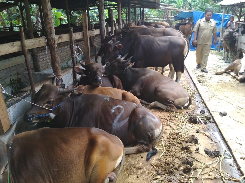 Semua sudah Melalui Tes Kesehatan, Ada 2.106 Hewan Kurban yang akan Disembelih di Pelalawan