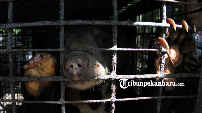 seekor-anak-beruang-madu.jpg
