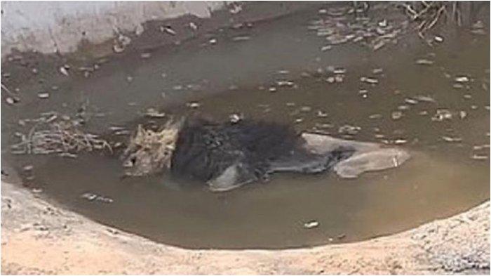 Heboh Singa Mati Mengapung di Kolam Kebun Binatang China, Manager Sempat Sebut Cuma Istirahat