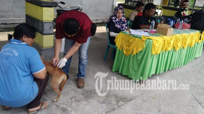 seribuan-hewan-peliharaan-divaksinasi_20181001_221107.jpg