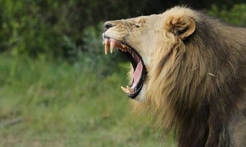 Nyali Dewa! Terobos Pagar Pembatas, Perempuan Ini Masuk Kandang Singa, Tak Takut Lakukan Ini