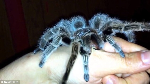 tarantula_20150413_193510.jpg