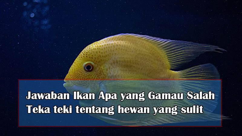 teka-teki-ikan-yang-gamau-salah.jpg