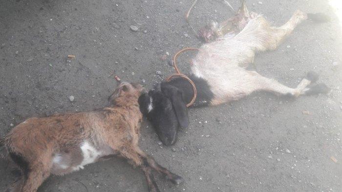 Kambing Warga Ditemukan Mati, Ada yang Luka-luka, Diduga Diserang Satwa Liar