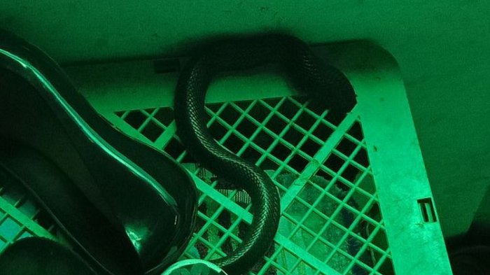 Ular Kobra Pesta Makan Nasi Secara Bergantian, Makan Jatah Buat Anjing Liar, Ahli Reptil Tercengang