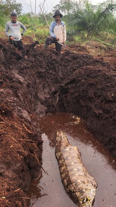 Diduga Baru Memangsa Babi Hutan, Ular Piton 7 Meter Ditemukan dengan Perut Menggembung