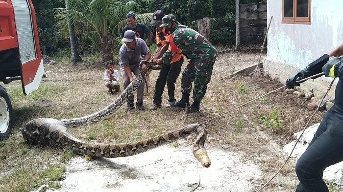 Piton Pemangsa Kambing Bunting di Aceh Singkil Akhirnya Dilepas Kembali ke Habitatnya
