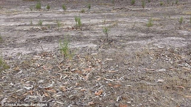 Di Foto ini Ternyata ada Ular Berbisa yang Berbahaya, Tapi Bisakah Anda Menemukannya?