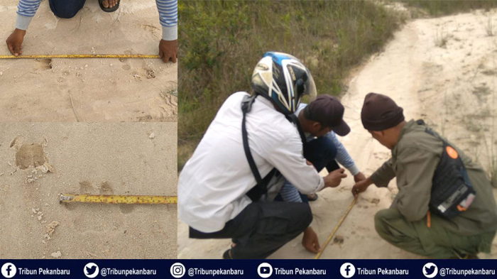 Warga Riau Lihat Harimau Saat Mancing, Jejak Harimau Sumatera Ditemukan Dekat Pemukiman