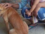 11-anjing-dibunuh-secera-keji.jpg