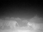2-harimau-terekam-camera-trap.jpg