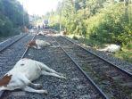 20-sapi-mati-ditabrak-kereta-api.jpg