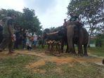 3-gajah-mian-siak.jpg