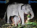 Anak-Gajah-Betina-Lahir-di-PKG-Sebanga-Riau-Jelang-Idul-Fitri-1445-H.jpg