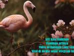 Arti Kata Flamingo atau Flamingo Artinya dan Video Deflamingo yang Viral