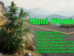Arti Kata Maui Wowie atau Maui Wowie Artinya, Arti Lagu Maui Wowie-Kid Cudi, Lirik Lagu, Terjemahan