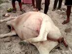 Bangkai-seekor-sapi-dari-belasan-yang-mati-mendadak.jpg