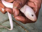 Belut-Putih-di-Desa-Rimbo-Panjang-Kampar.jpg