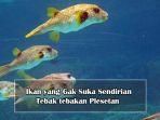 Berikut-jawaban-ikan-yang-gak-suka-sendirian.jpg