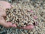 Cuan-dari-Budidaya-Maggot.jpg