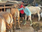DKPP-Dumai-mulai-menyuntikan-Vaksin-PMK-ke-hewan-ternak-sapi-Kamis-622025.jpg