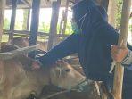 DKPP-Dumai-suntik-vaksin-jembrana-sapi.jpg