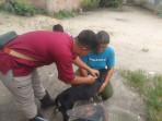 Diskannak-Siak-vaksin-ke-anjing.jpg