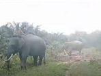 Dua_gajah_binaan_BBKSDA_Riau_di_TWA_Buluh_Cina_Kampar.jpg