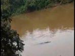 Foto_penampakan_buaya_15012025.jpg