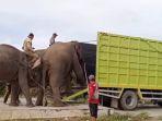 Gajah-jantan-liar-dievakuasi.jpg