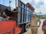 Harga-TBS-kelapa-sawit-mitra-plasma-di-Riau-turun-di-semua-kelompok-umur.jpg