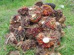 Harga_TBS_Sawit_Riau_09102024_1.jpg