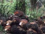 Harga_TBS_Sawit_Riau_1102024_3.jpg