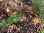 Harga_TBS_Sawit_Riau_1102024_5.jpg
