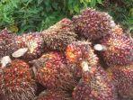 Harga_TBS_Sawit_Riau_20062024_2.jpg