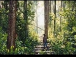 Hutan-Kayu-Ramin.jpg