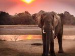 ILLUSTRASI-Gajah.jpg