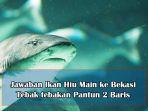 Jawaban-Ikan-Hiu-main-ke-Bekasi-Tebak-tebakan-pantun-2-baris.jpg