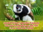 Jawaban-hewan-yang-suka-begadang.jpg
